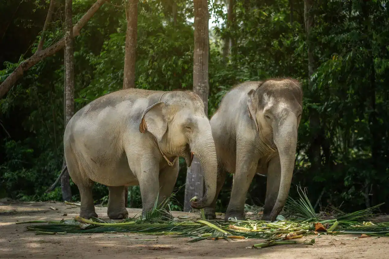 World Elephant Day