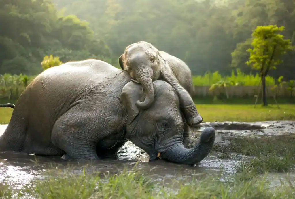 how much baby elephant weigh