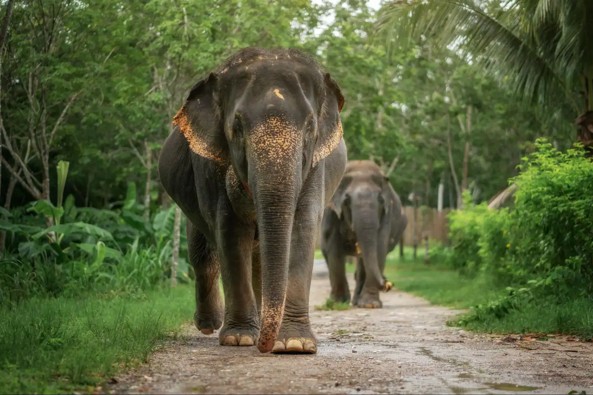 Asian Elephants in Asia