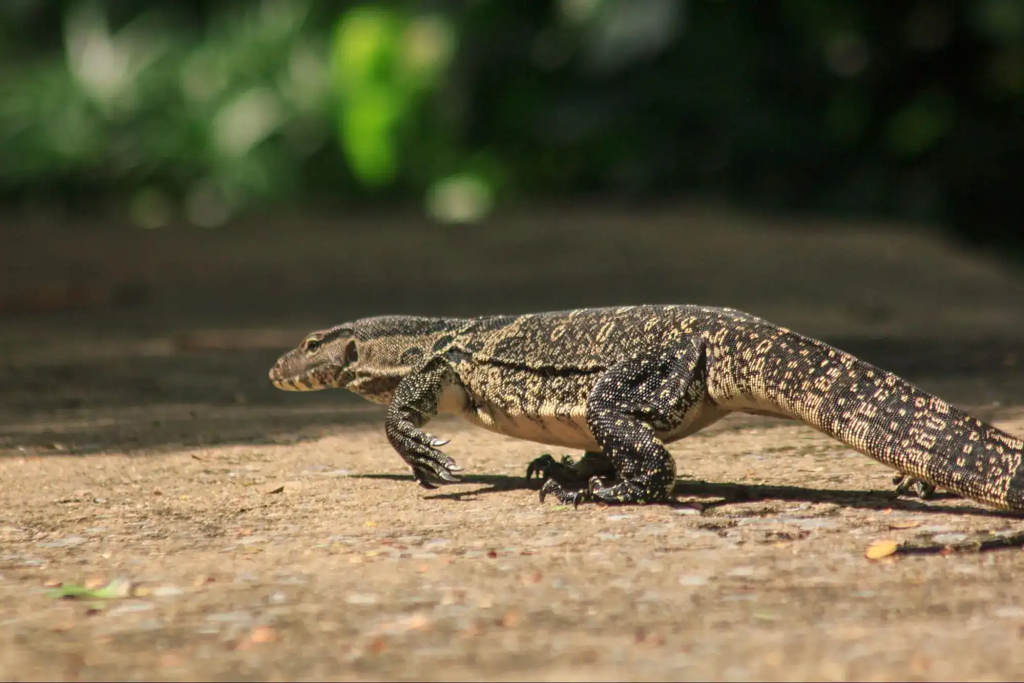 Asian Water Monitor Lizard in Thailand