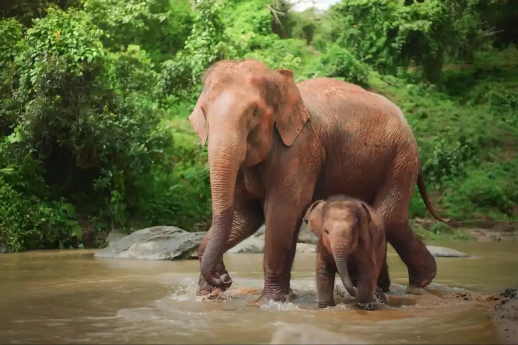 Baby Elephant