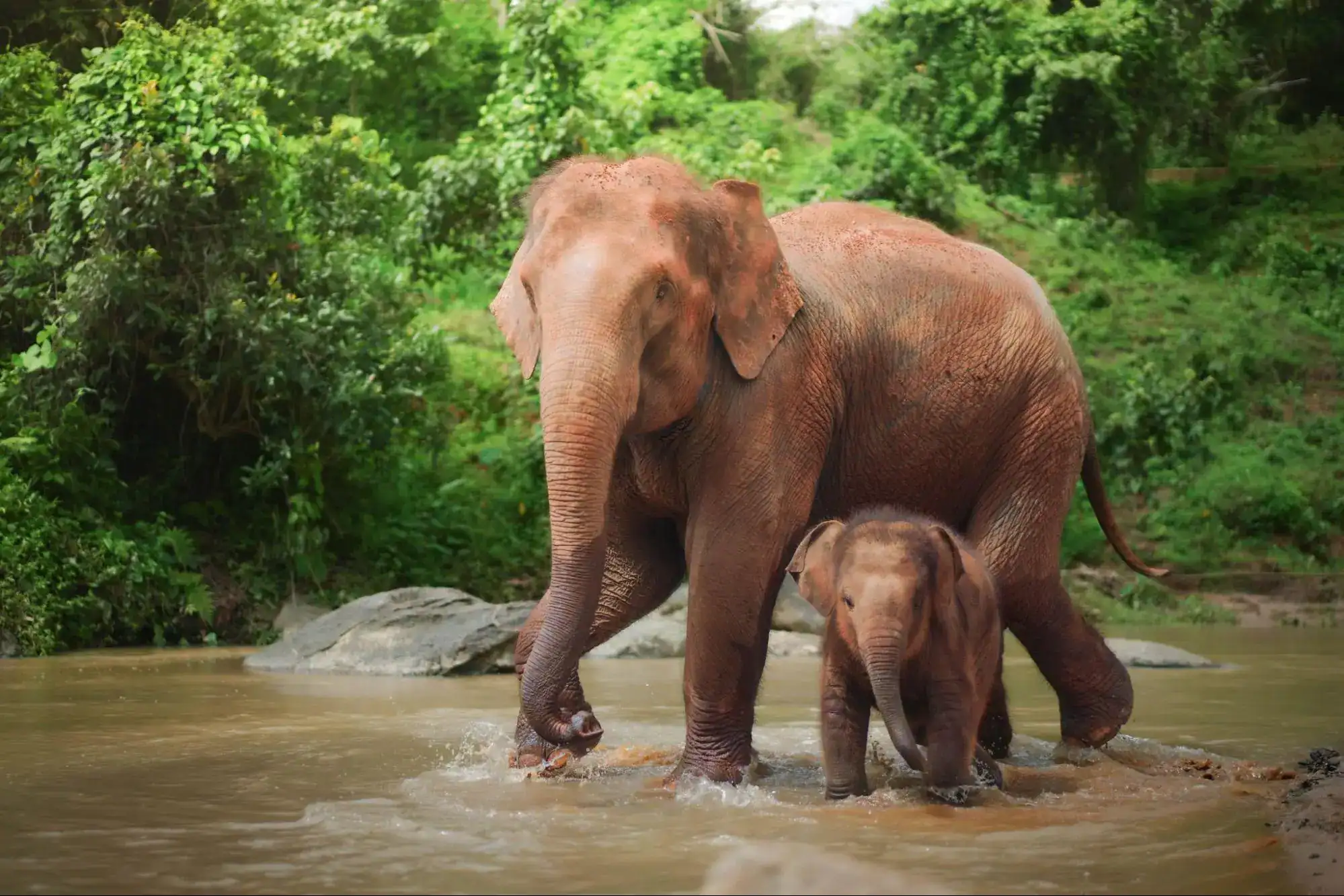 Baby Elephant