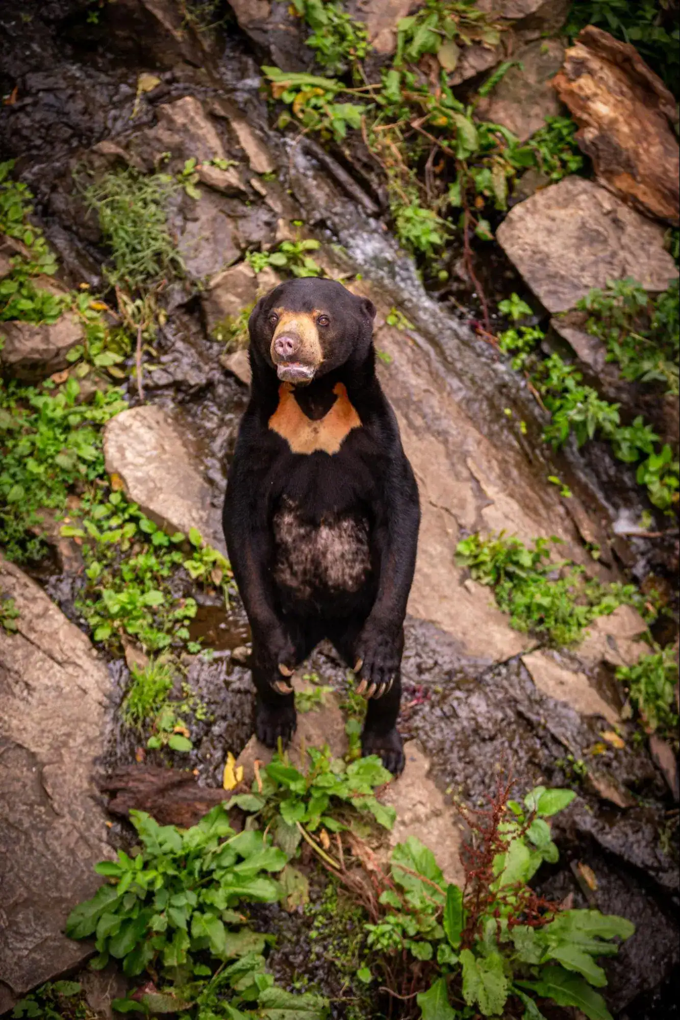 Bears in Thailand