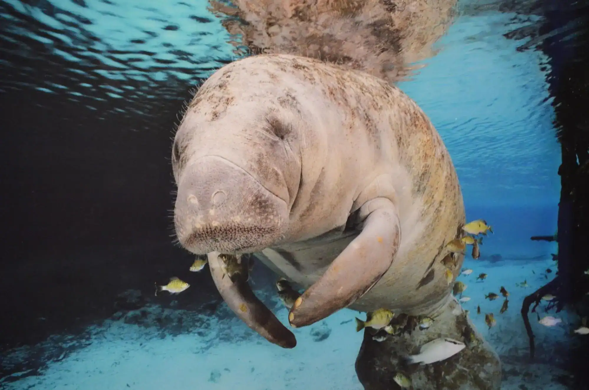Dugong in Thailand