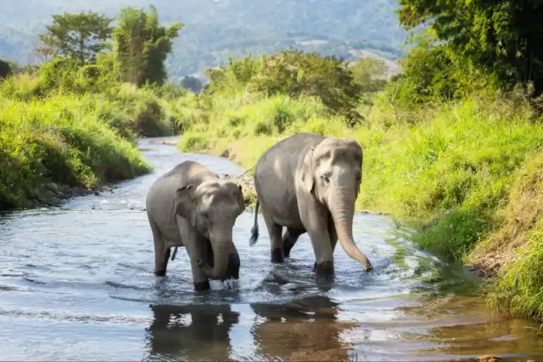 Elephant Gestation Period
