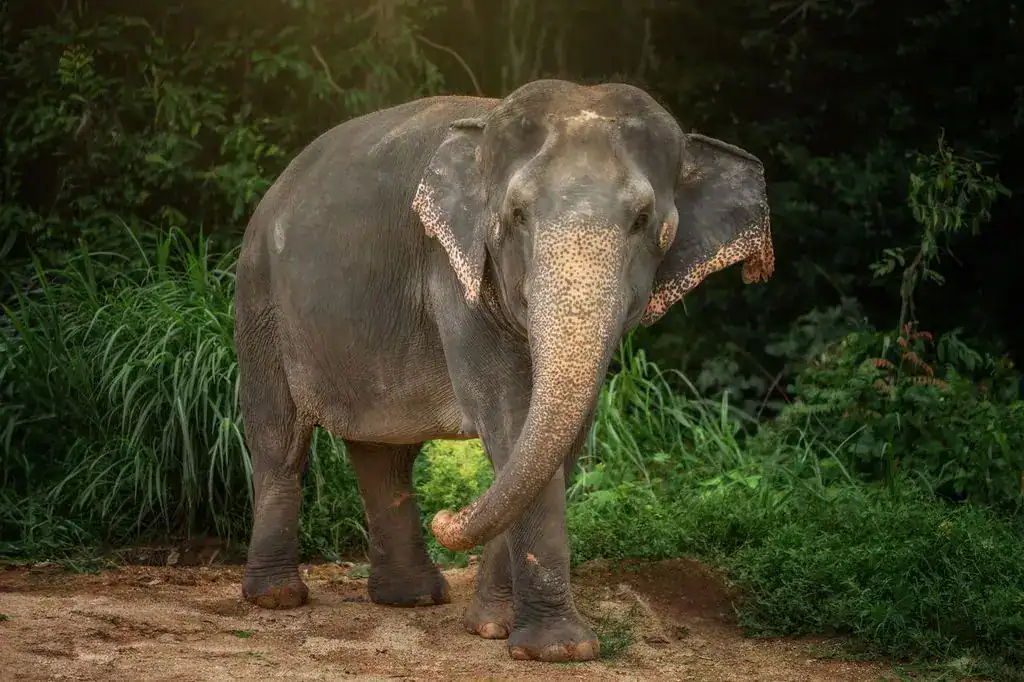 elephant gestation period in days