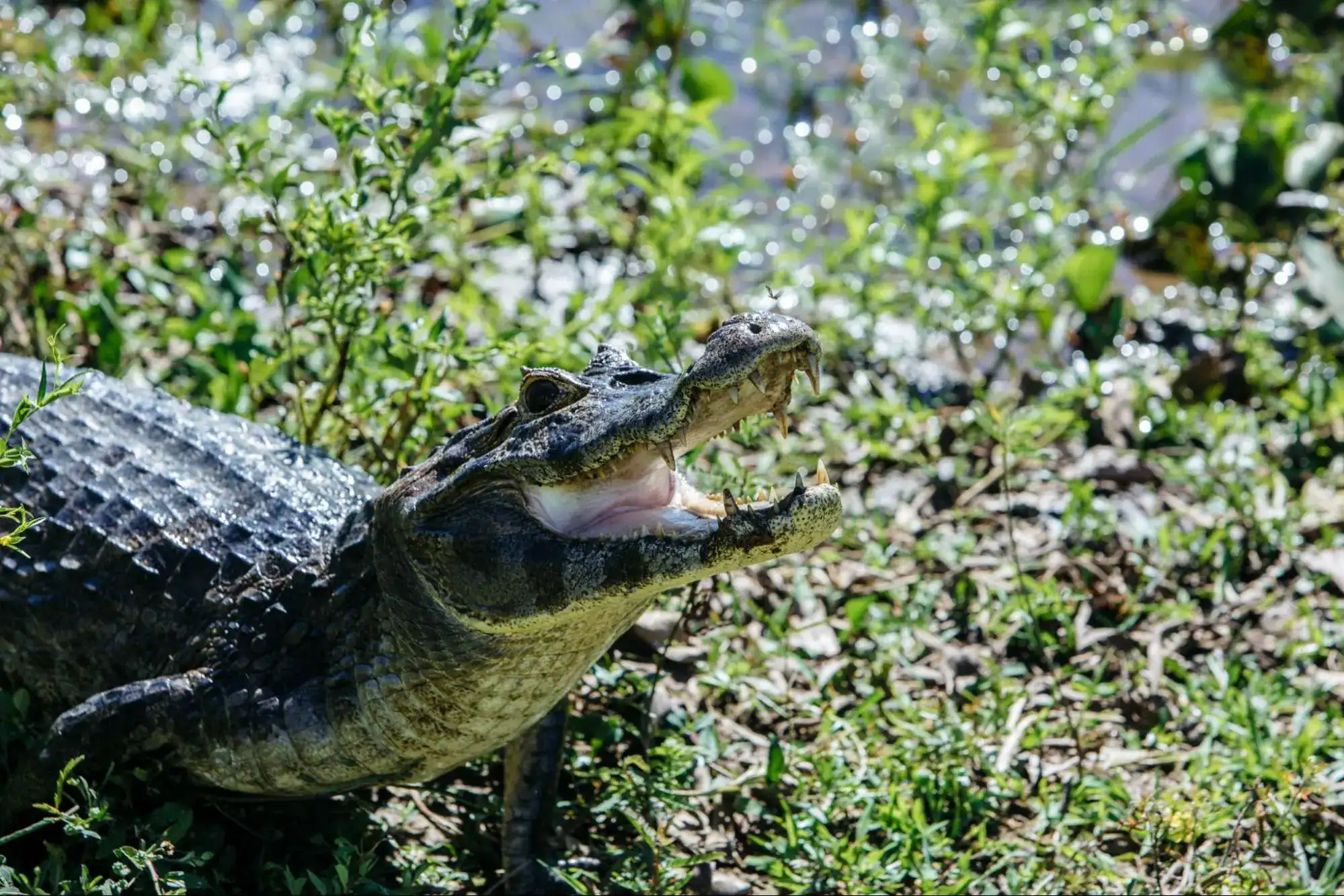 False Gharial in Thailand
