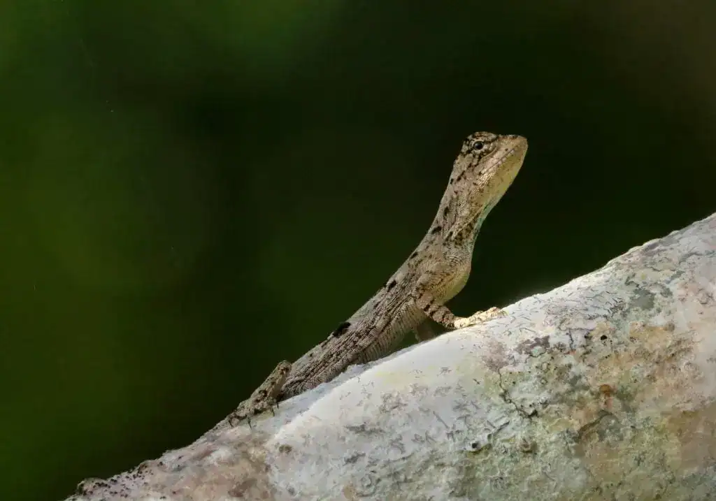 Flying Lizard in Asia