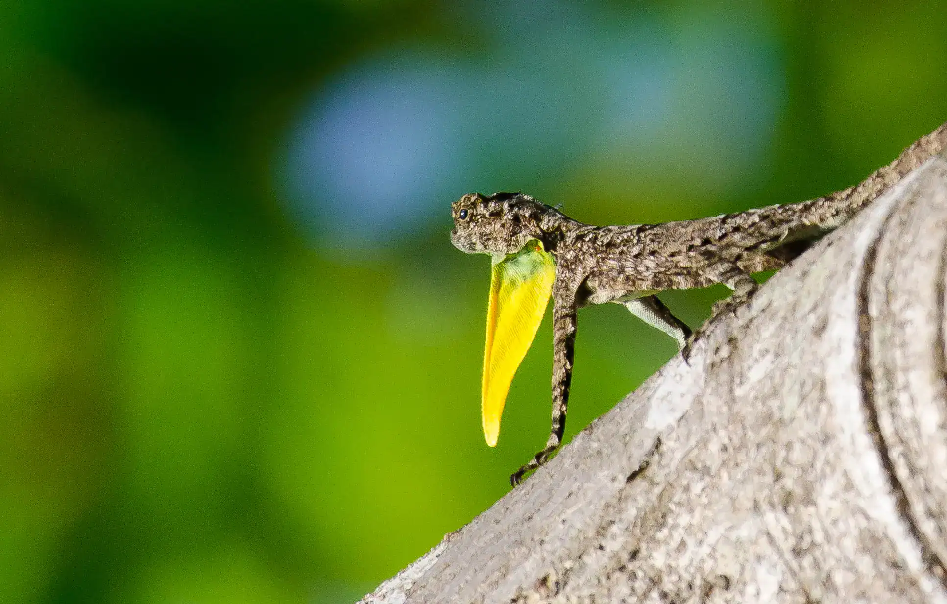 Flying Lizard in Thailand