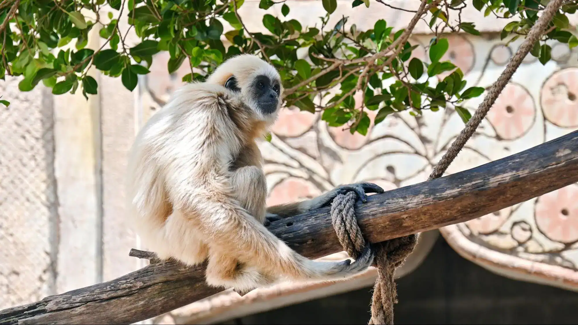 Gibbons in Thailand