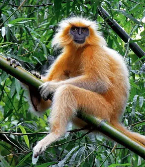 Golden Langur in Asia