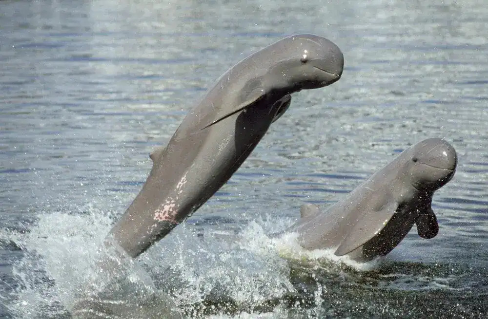 Irrawaddy Dolphin in Asia
