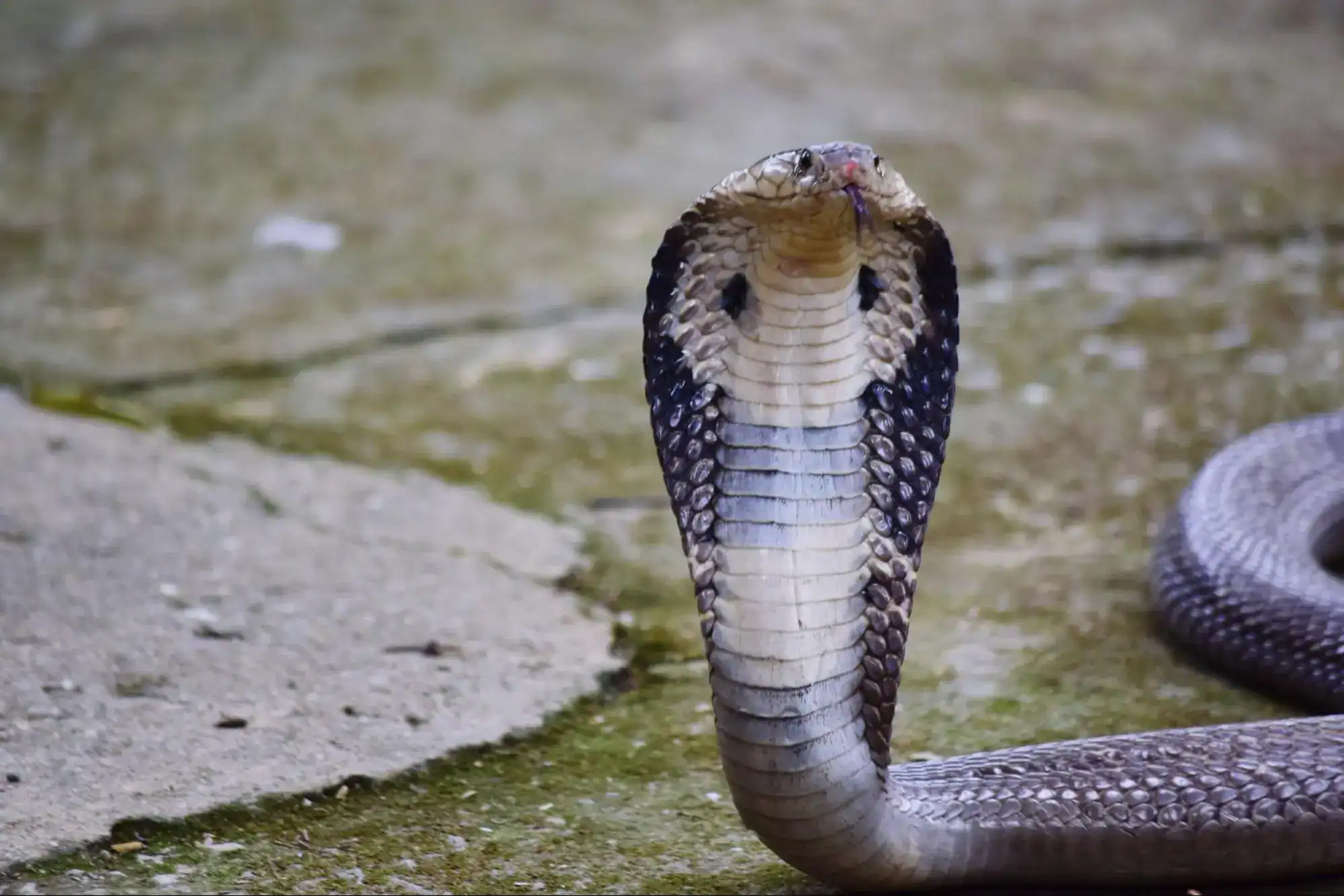 King Cobra in Asia