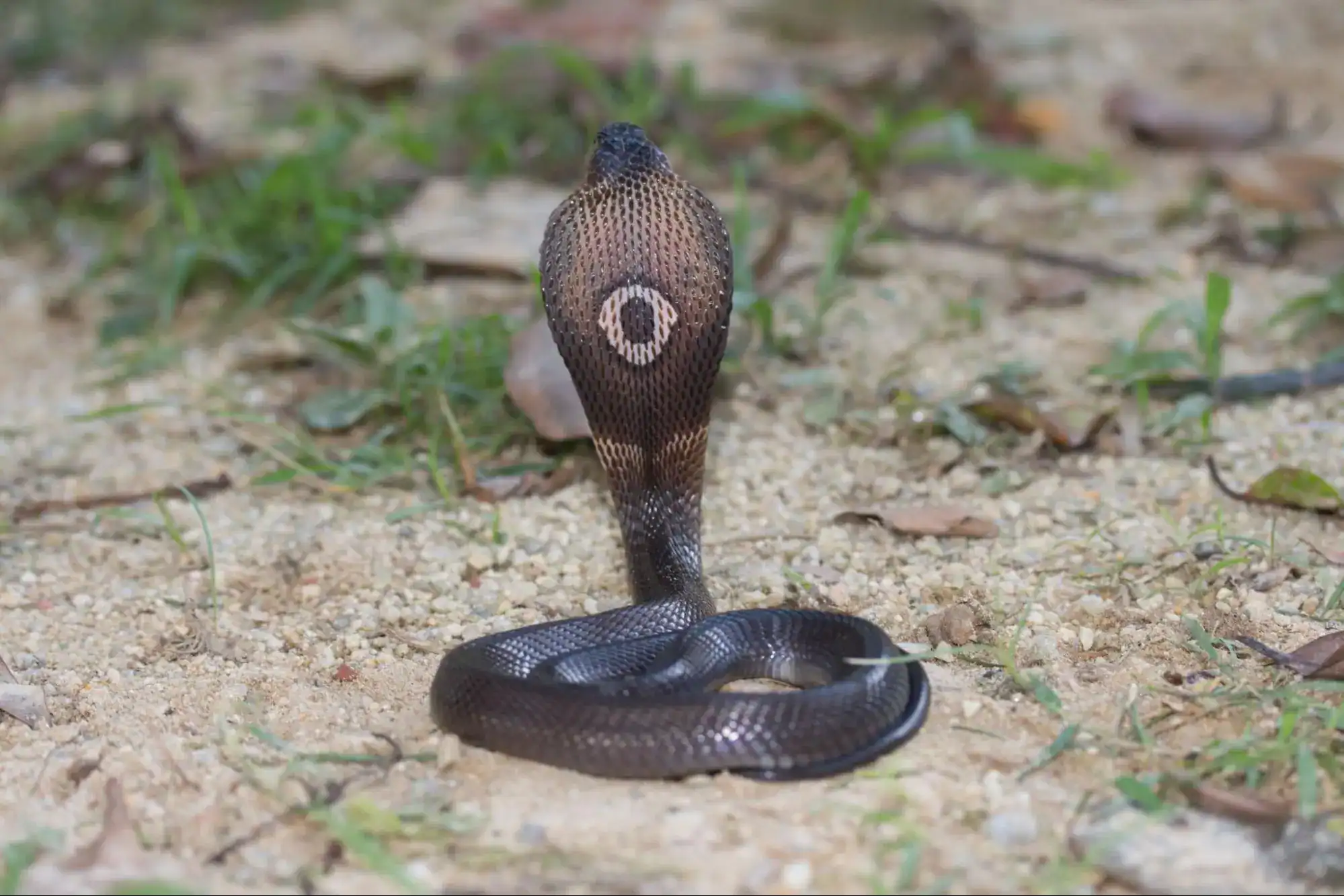 King Cobra in Thailand