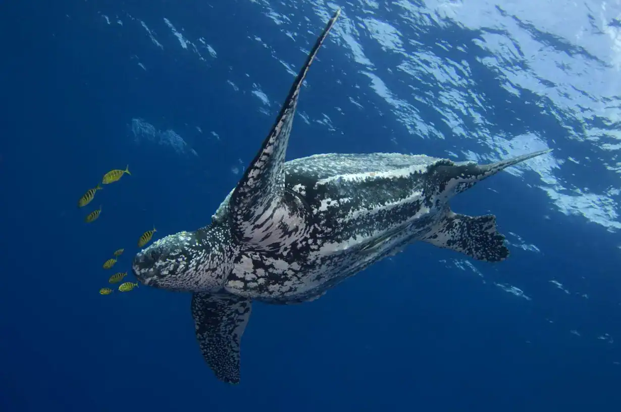 Leatherback Sea Turtle in Thailand