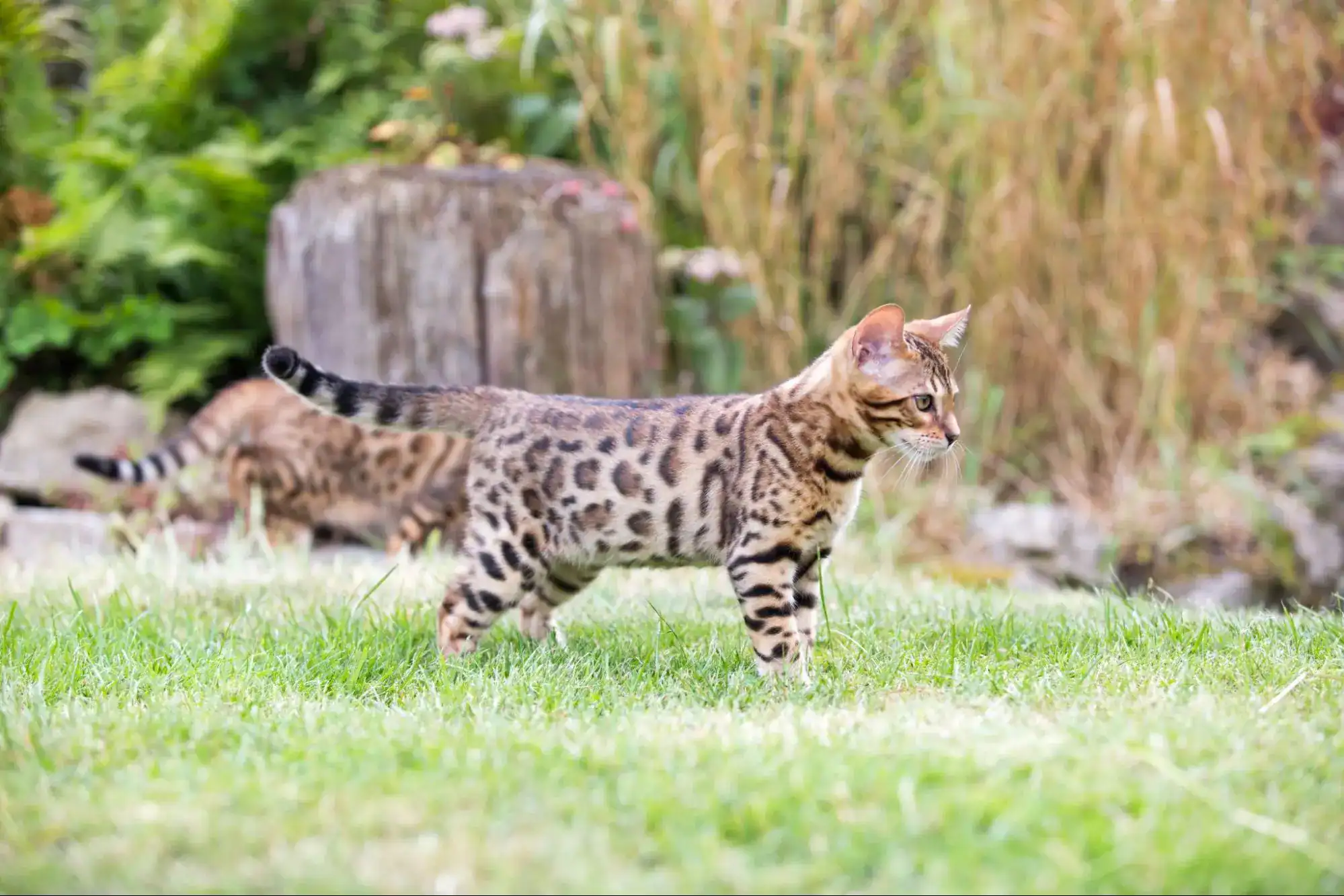 Leopard Cat in Asia
