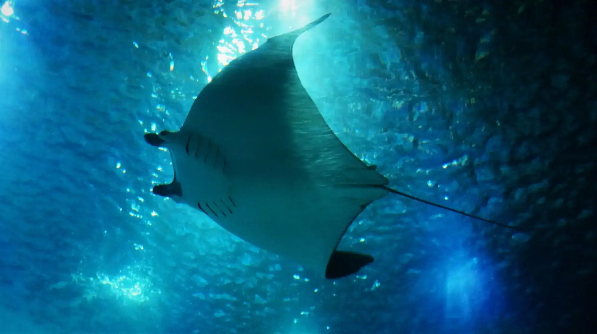 Manta Rays in Thailand