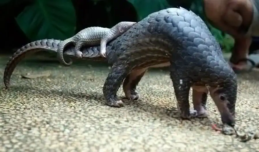 Pangolin in Thailand