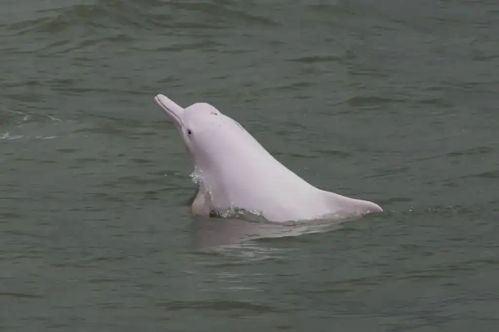 Pink Dolphins in Thailand