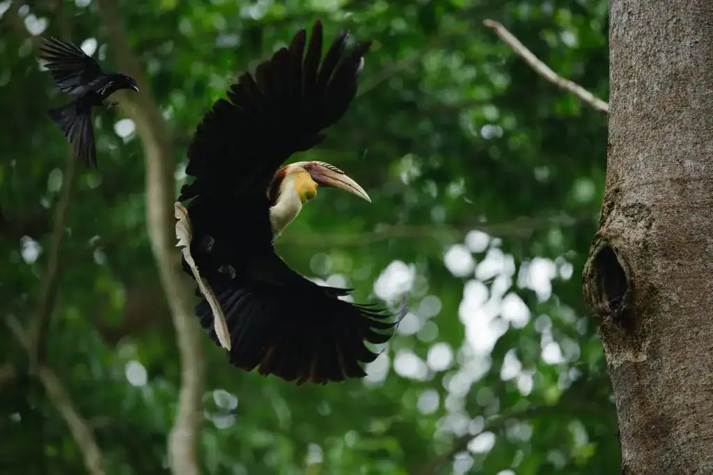 Plain-pouched Hornbill in Asia