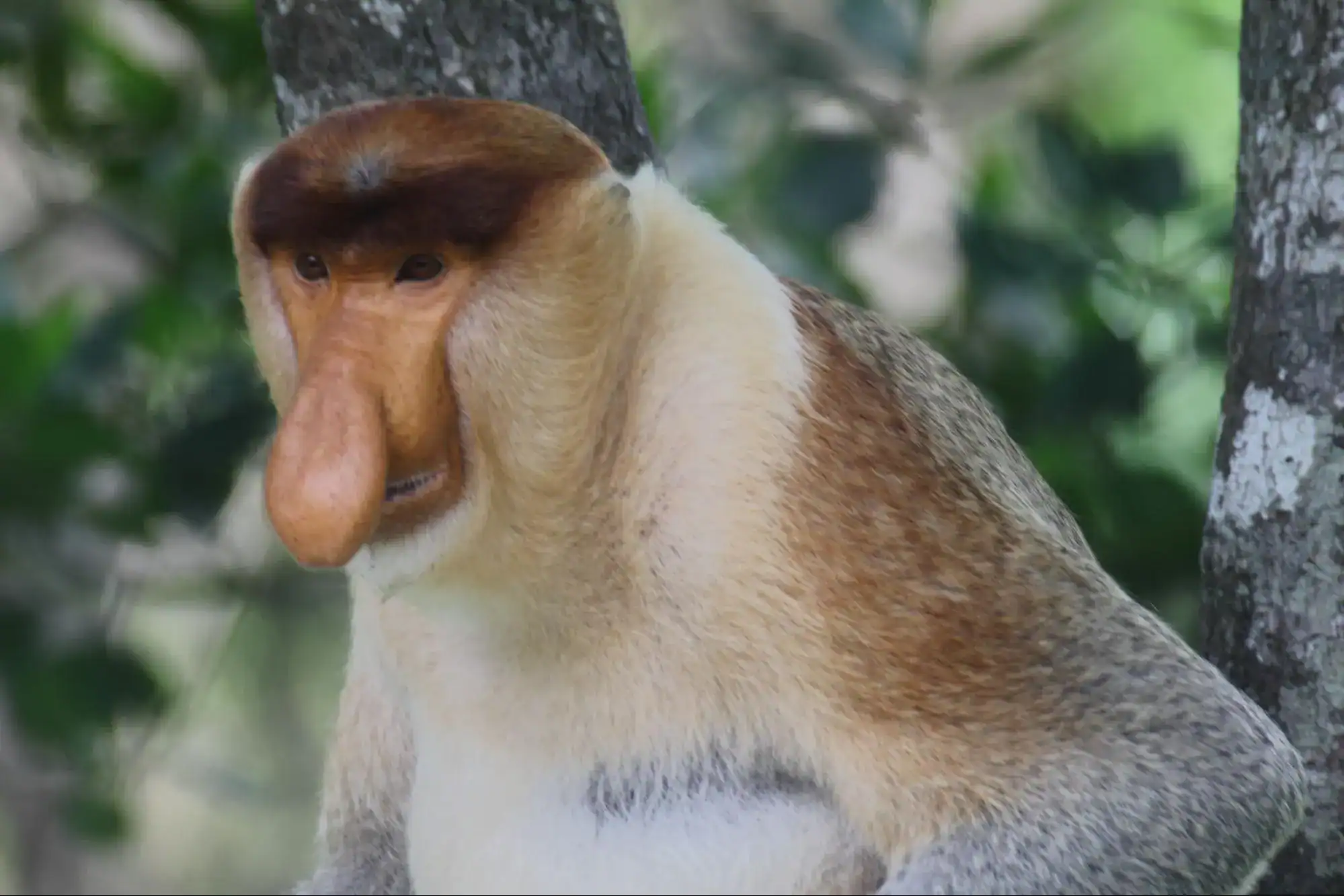 Proboscis Monkey in Asia