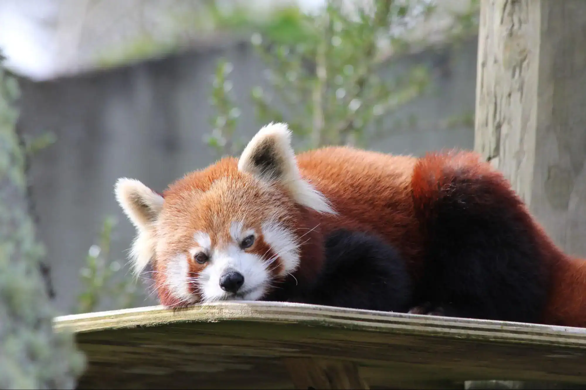 Red Panda in Asia