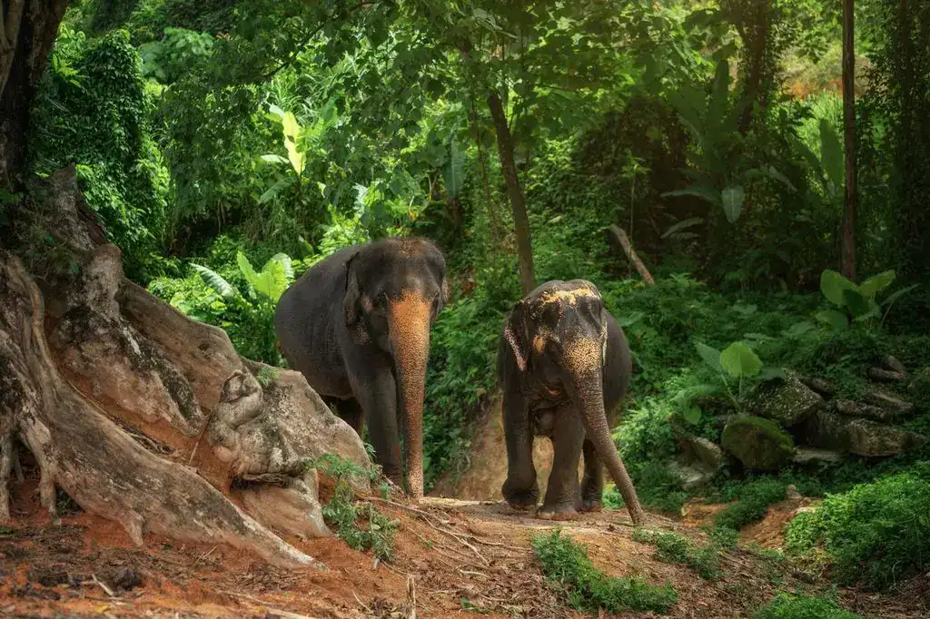what is the gestation period of an elephant