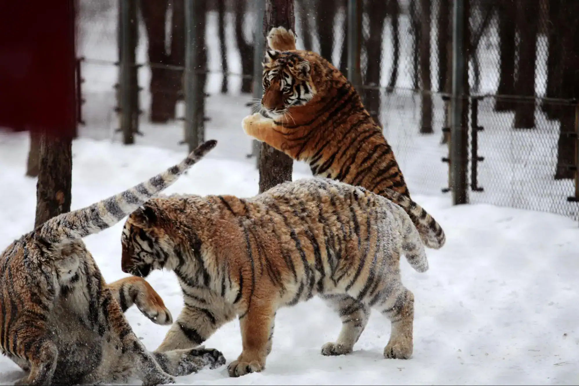Siberian Tiger in Asia