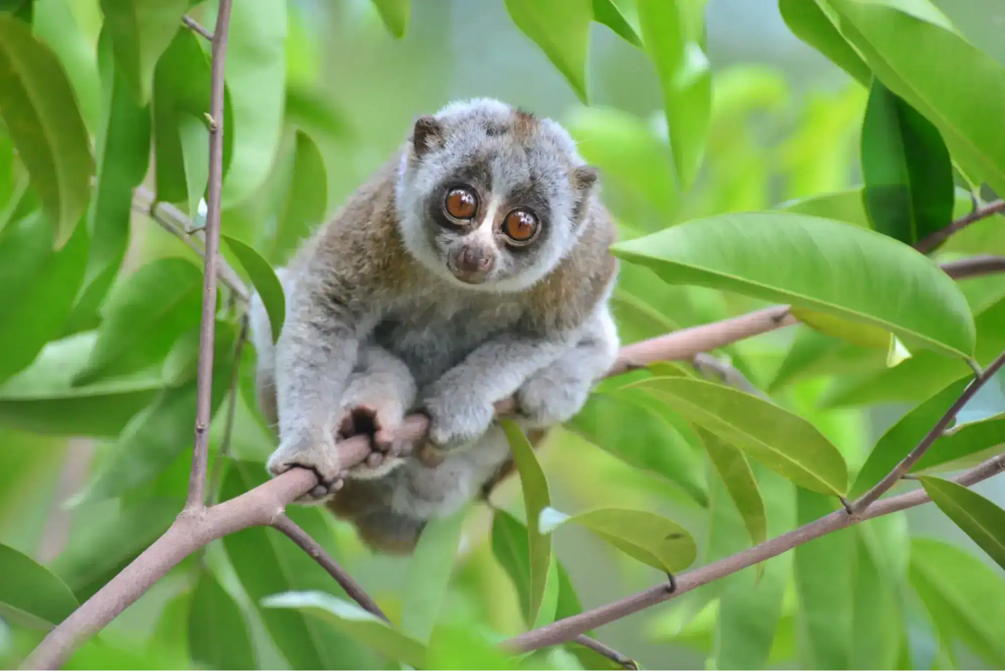 Slow Loris in Asia