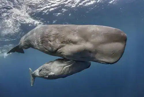 Sperm Whale in Asia