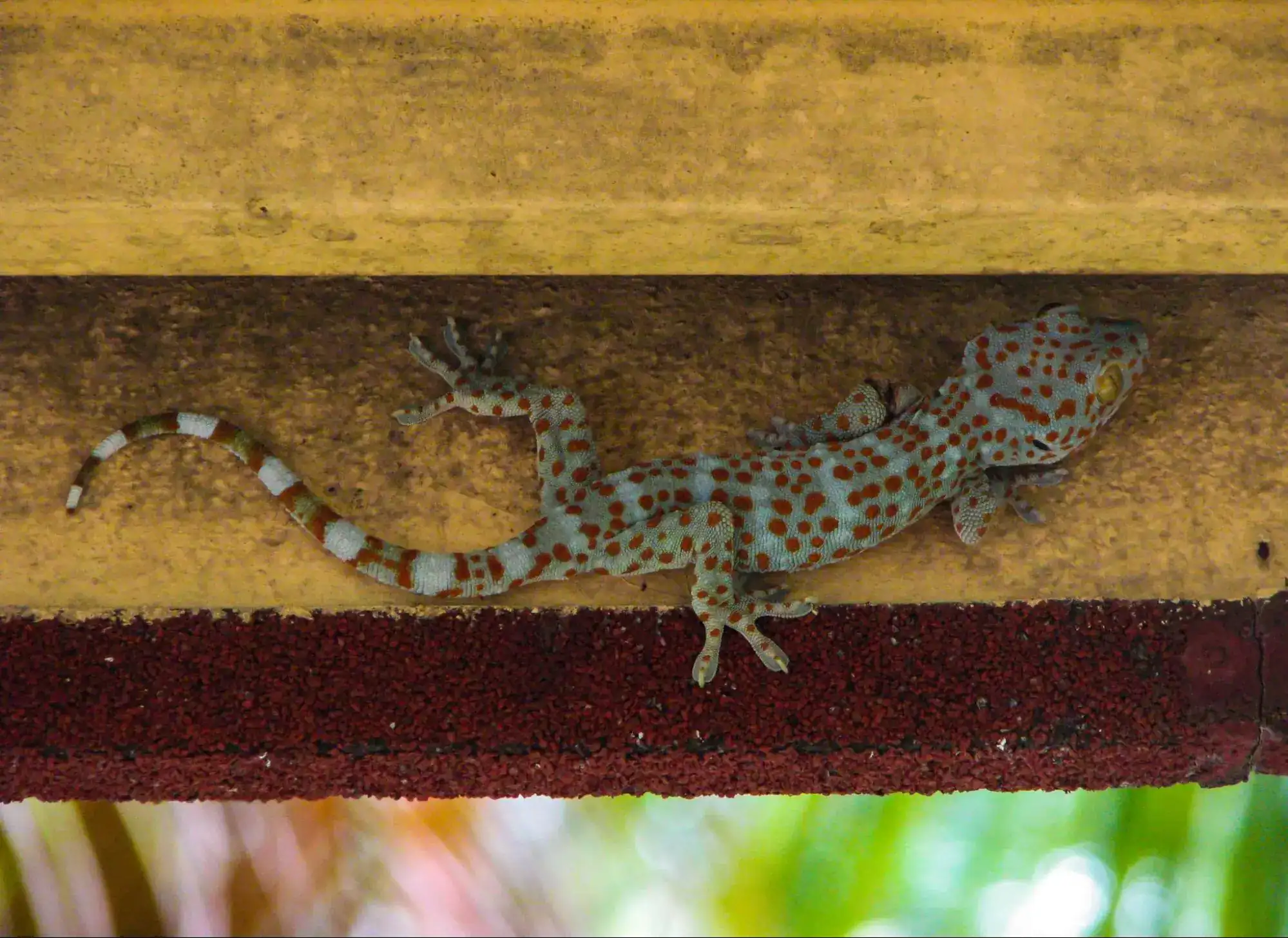 Tokay Gecko in Thailand
