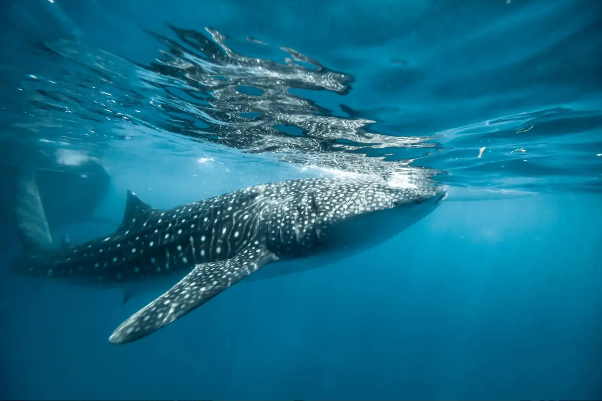 Whale Sharks in Thailand