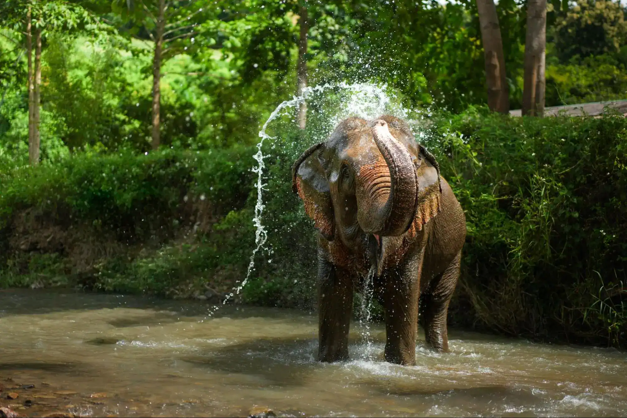 Elephant Population