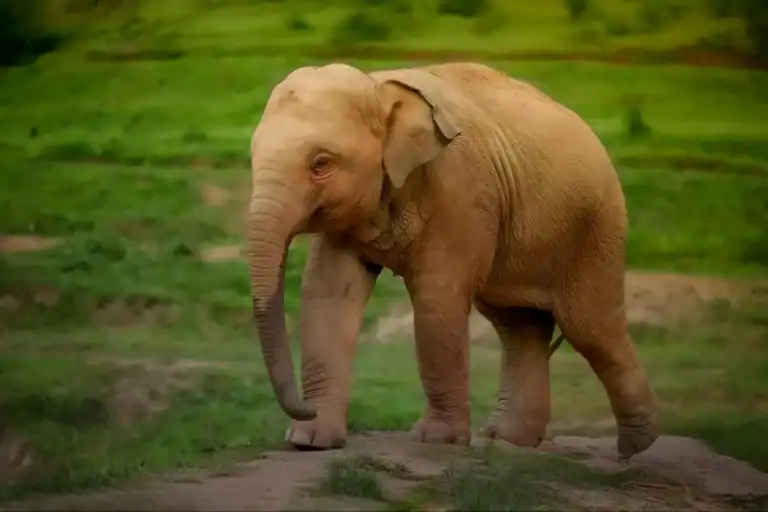 How many elephants are left in the world