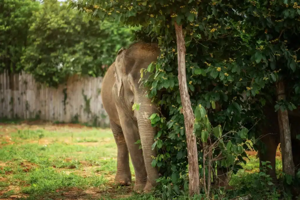 Elephant Sleep