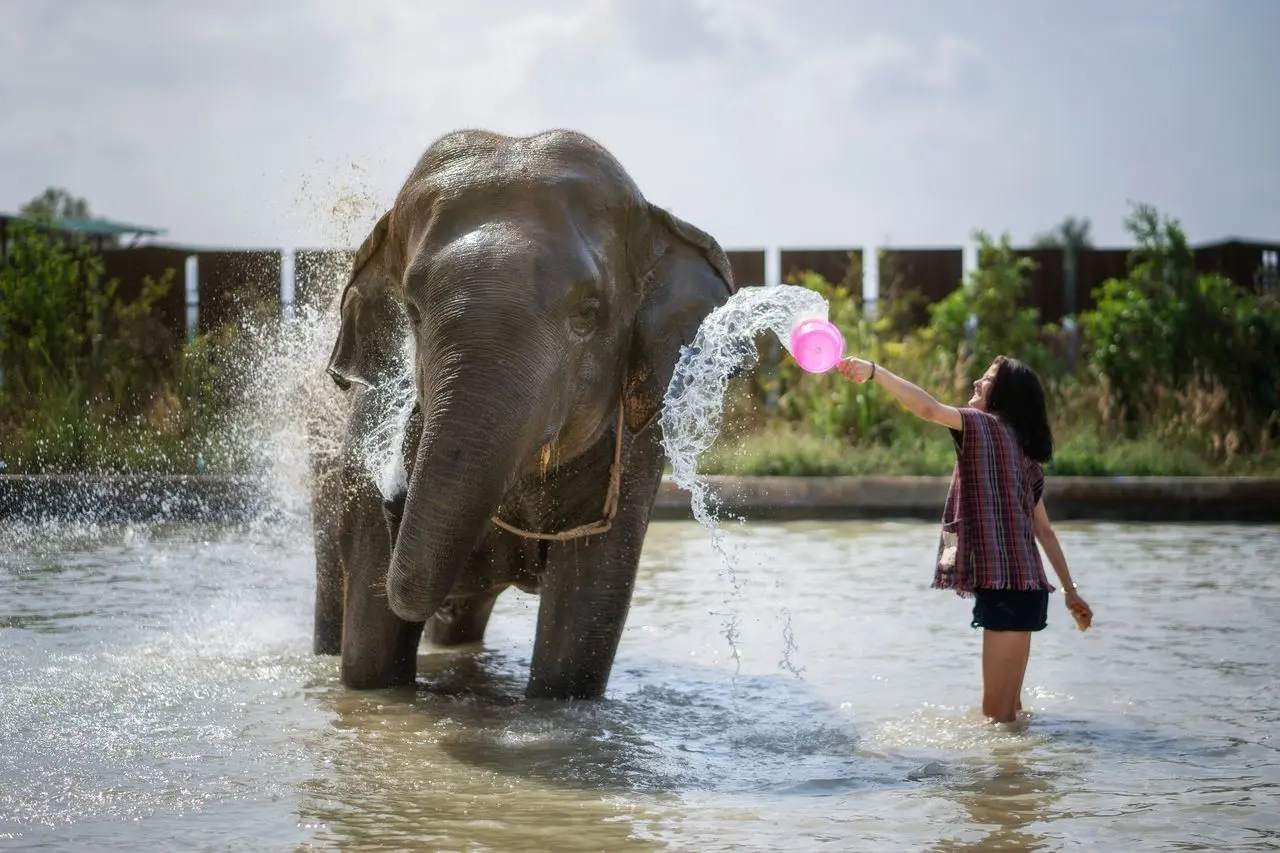 Elephants