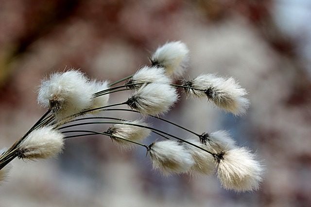 Do you like cotton tents?
