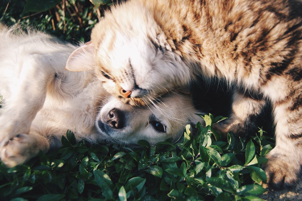 Gato e cachorro, deitados na grama verde. Ilustração do texto sobre franquia de pet shop.