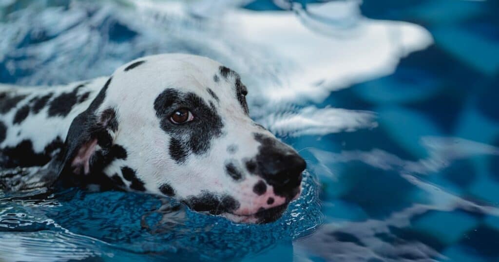 Ama animais? Conheça 9 opções lucrativas de franquia de pet shop franquia petshop cachorro nadando