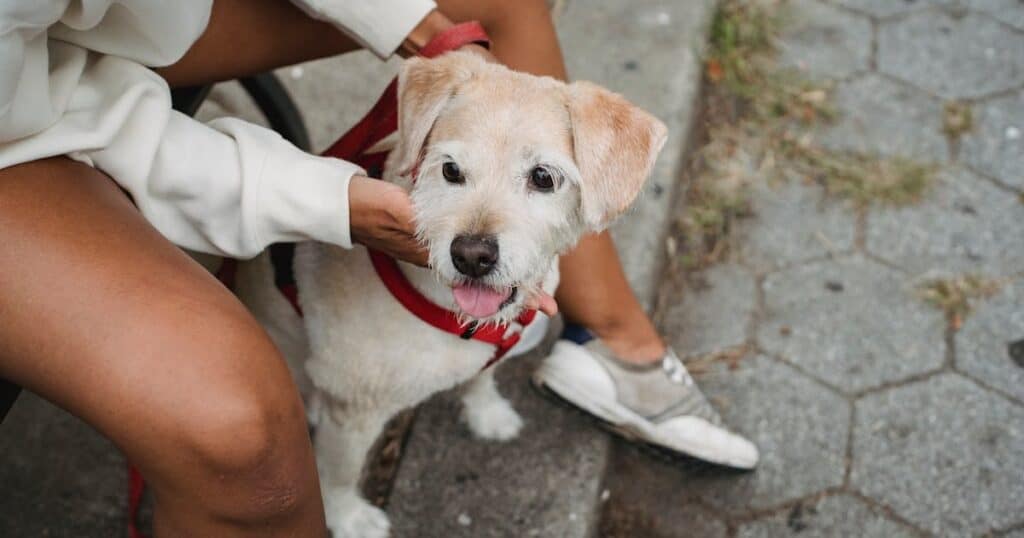 franquia petshop cão bege