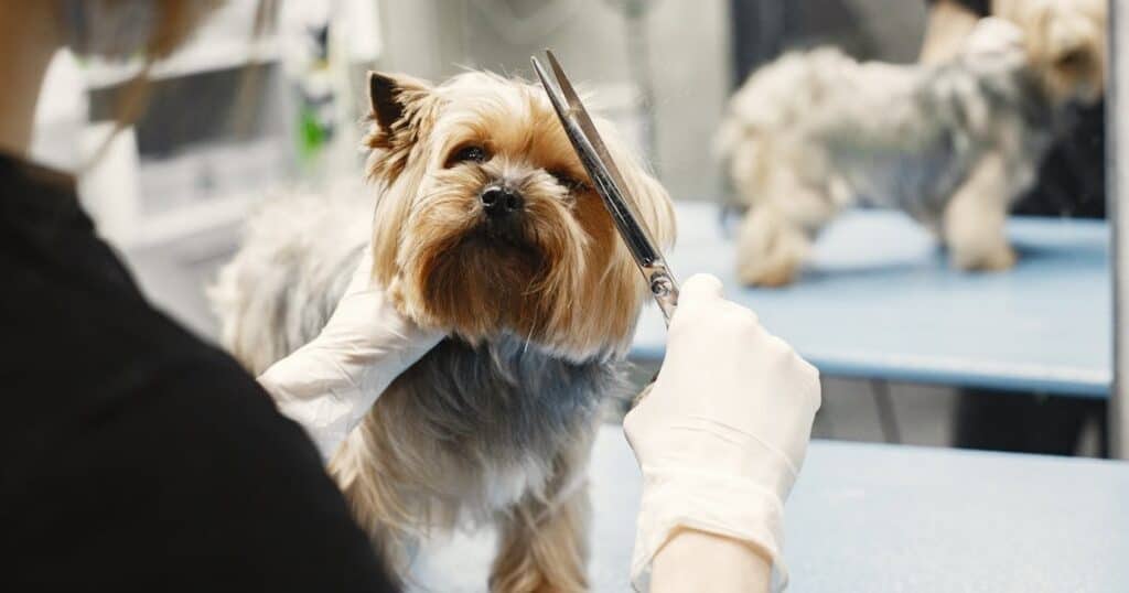 Ama animais? Conheça 9 opções lucrativas de franquia de pet shop franquia petshop cão tosado