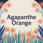 Composition agapanthe orange fleurs vivaces jardin