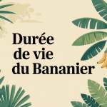 durée de vie d'un bananier en jardin luxuriant