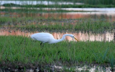 Environmental Permit Experience in USACE Galveston District