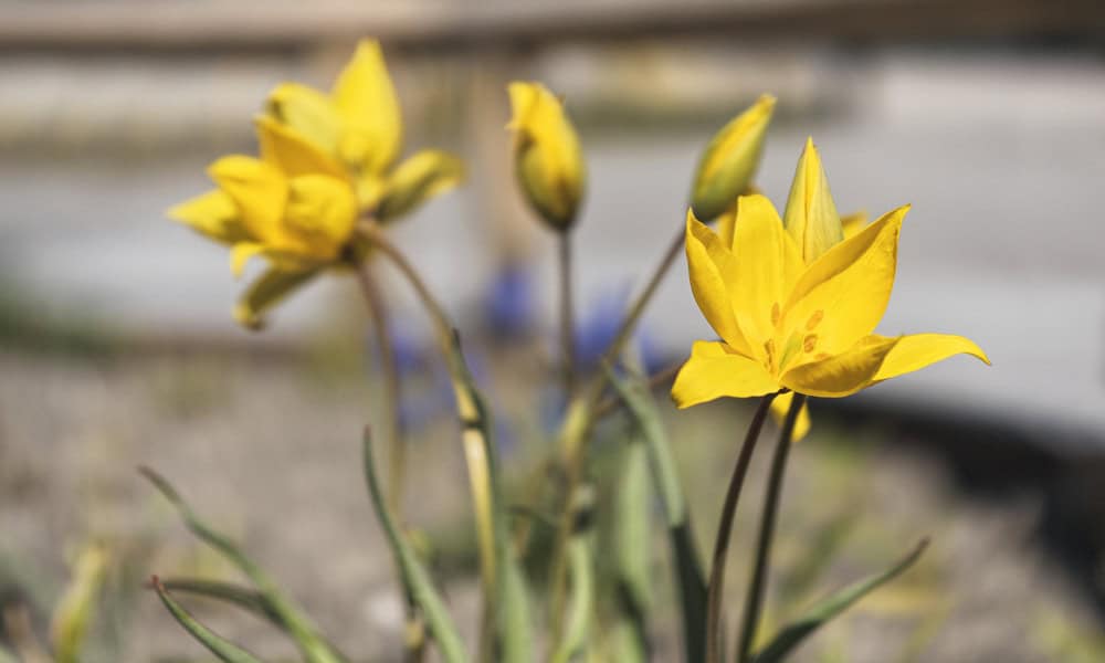 Gula blommor