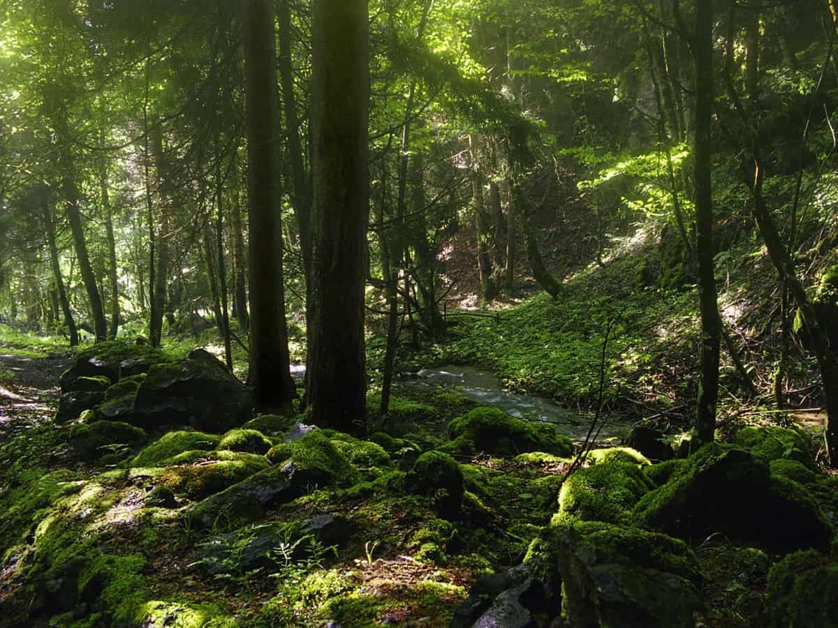 Borjomi-Kharagauli Wilderness