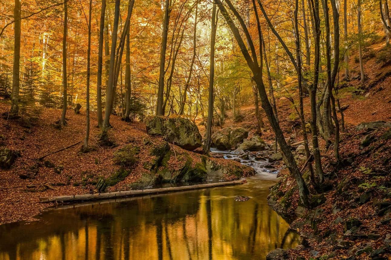 Central Balkan Wilderness
