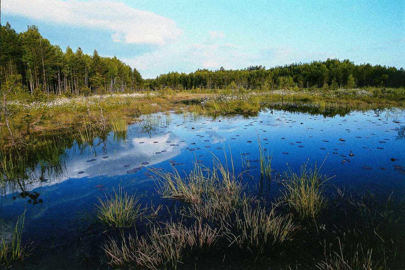 Čepkeliai Wilderness