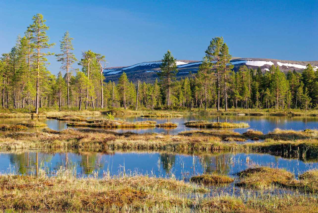 Fulufjället Wilderness