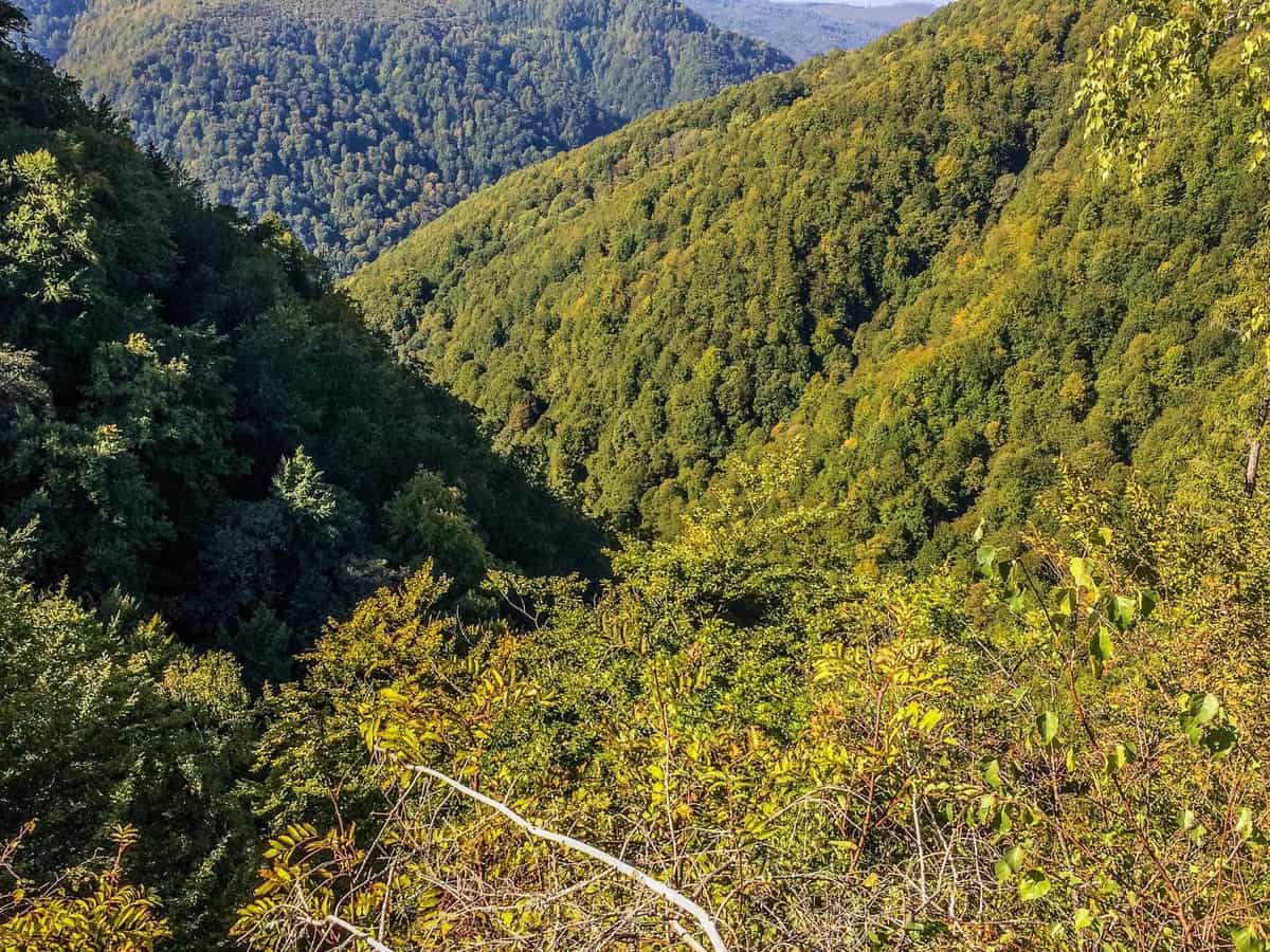 Kuziy-Trybushany WILDForest